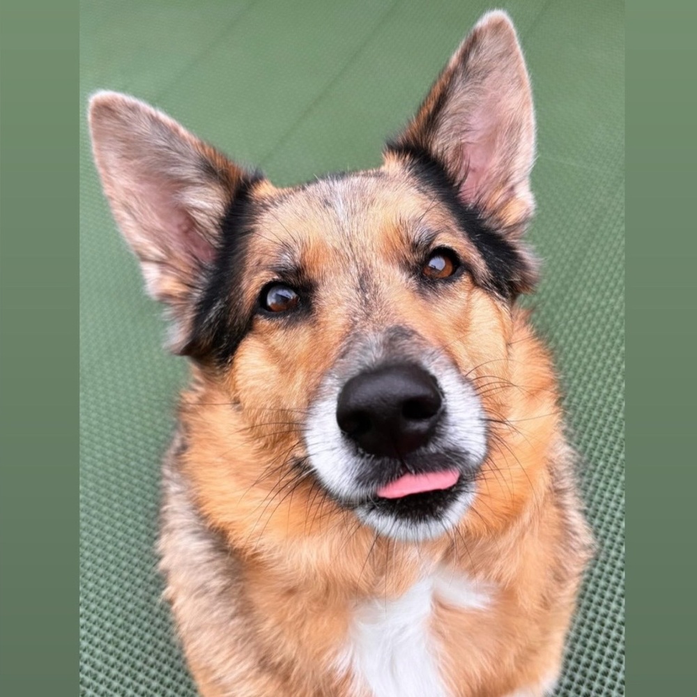 🐶🙋🏼‍♀️🙆🏽‍♂️ Offers accepted!💞